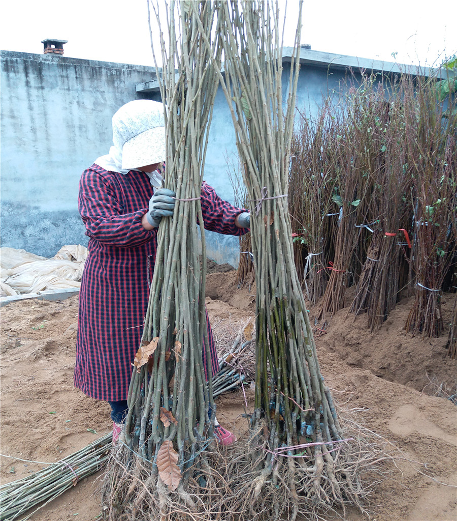 烟富8号苹果苗鲁丽苹果基地