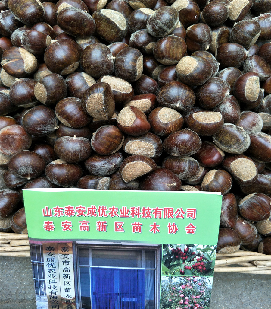 魯麗蘋果苗魯麗蘋果介紹