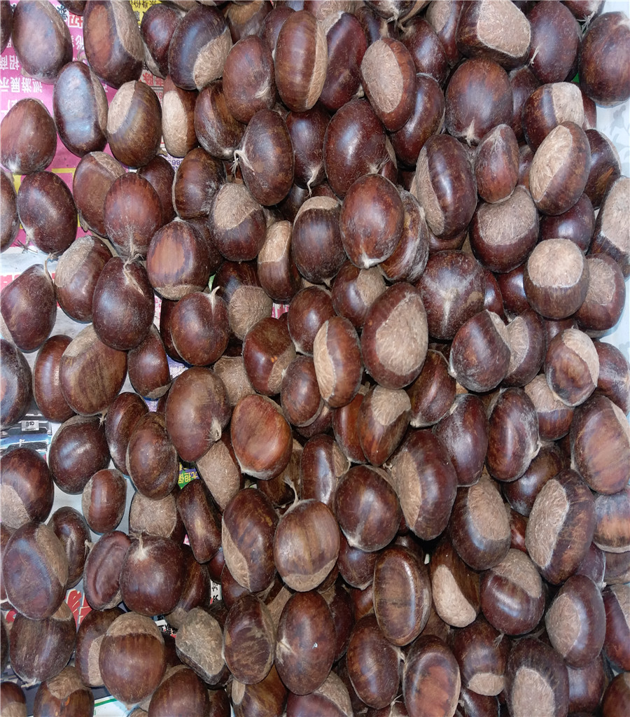 煙富8號蘋果苗魯麗蘋果基地