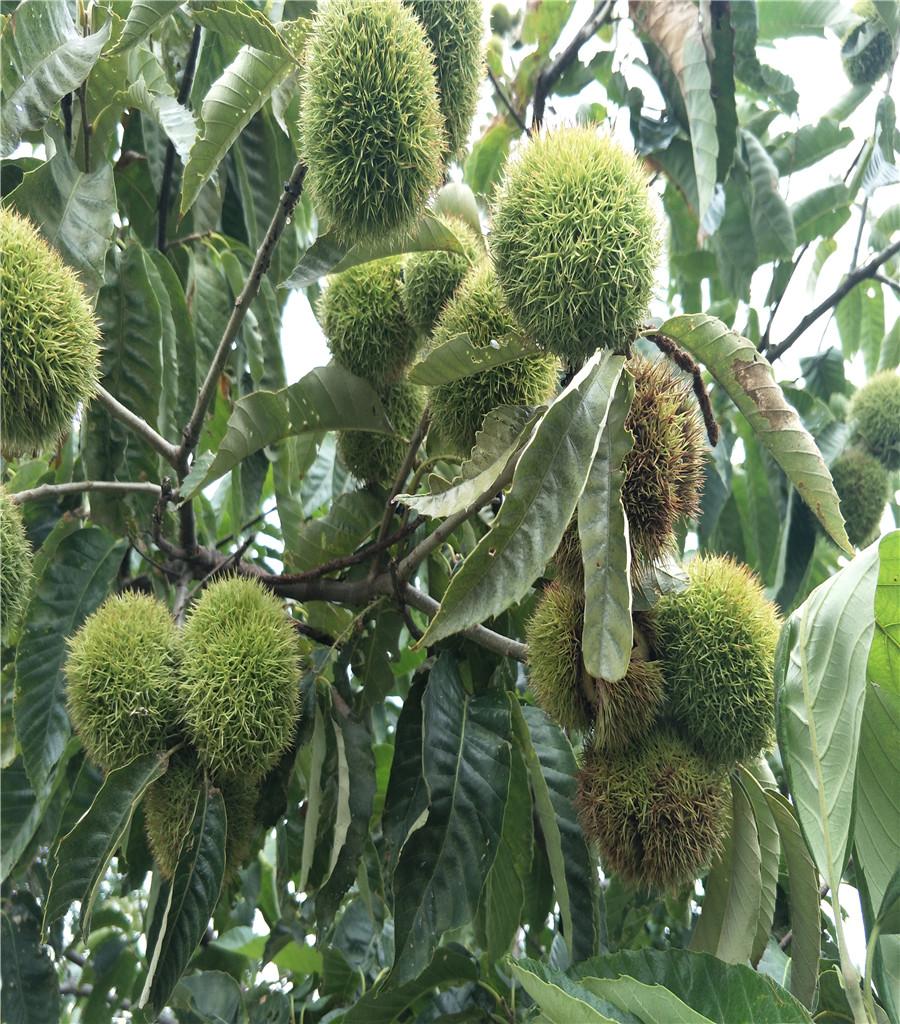 鲁丽苹果基地鲁丽苹果基地