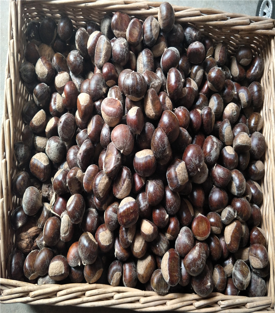 1公分魯麗蘋果魯麗蘋果介紹