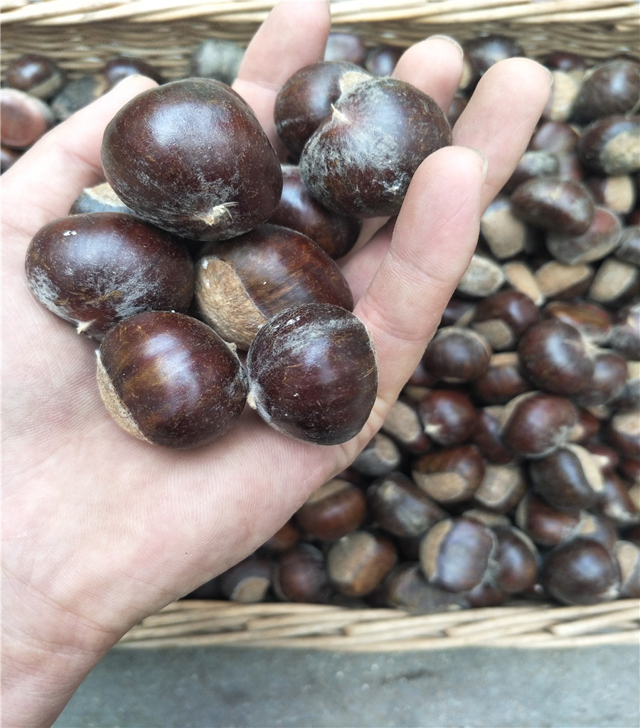 嫁接魯麗蘋果苗魯麗蘋果介紹