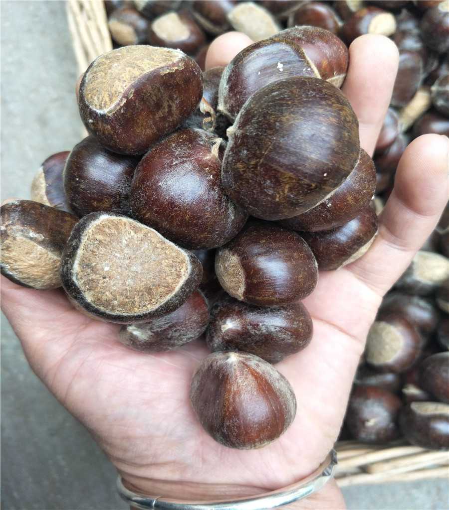 板栗樹苗想買板栗苗