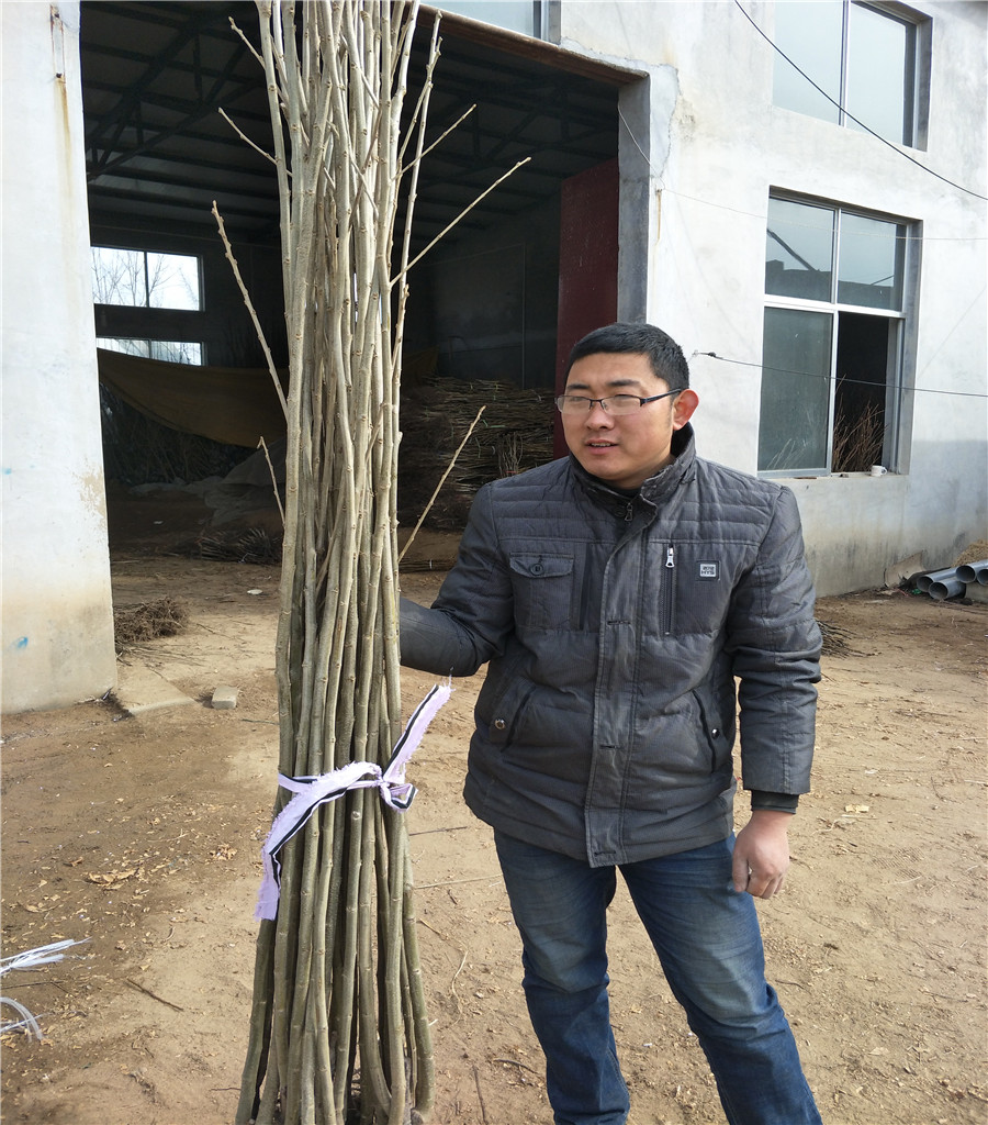 维纳斯黄金苹果苗鲁丽苹果价格