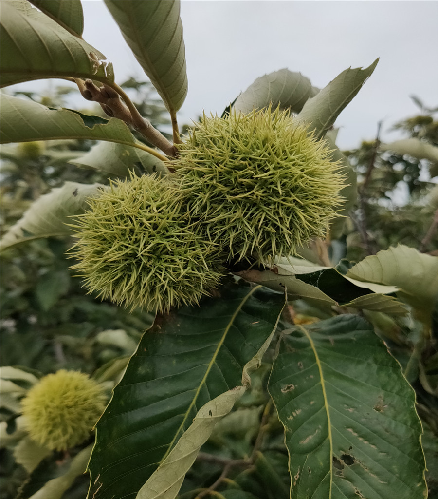 维纳斯黄金苹果苗鲁丽苹果价格