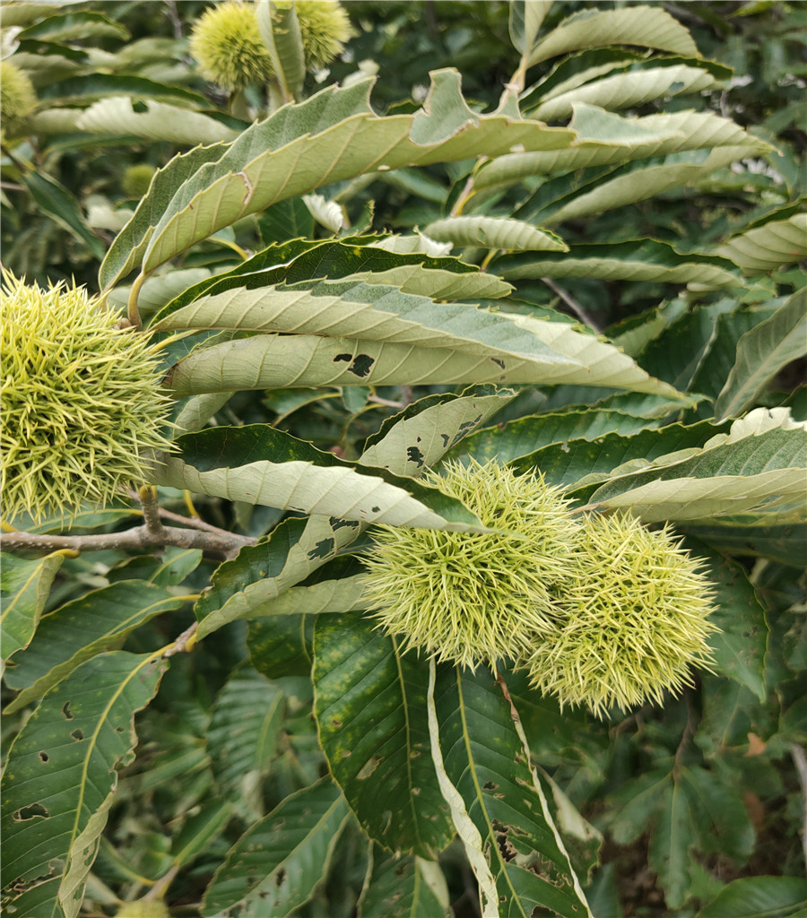 1公分鲁丽苹果鲁丽苹果基地