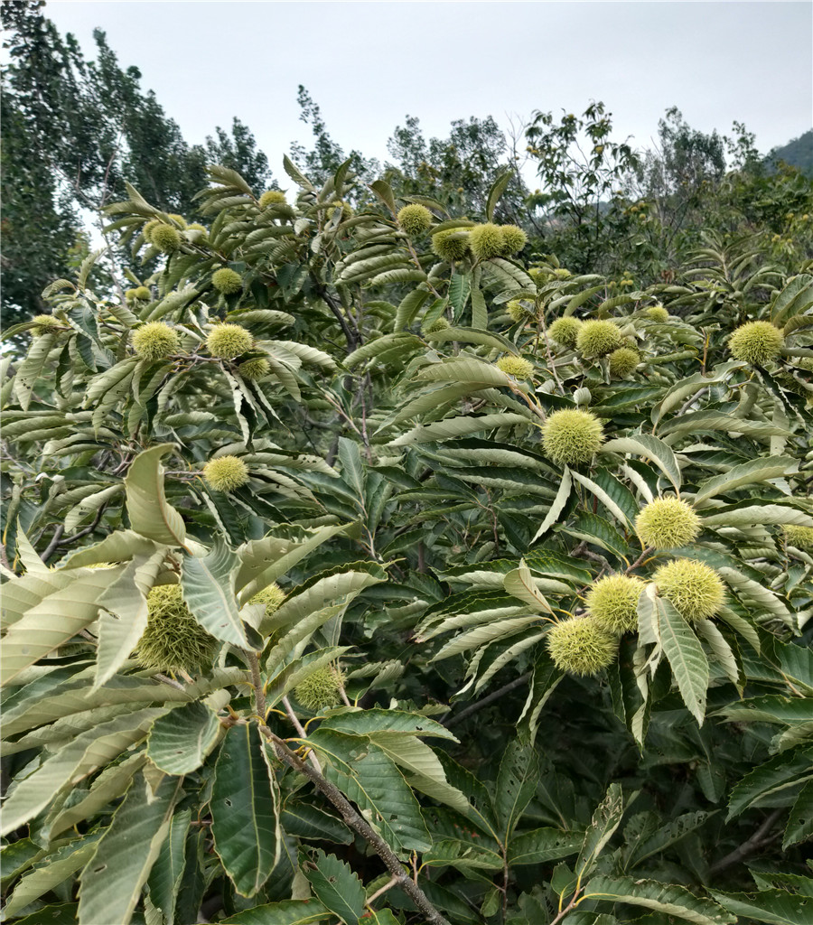 早熟魯麗蘋果苗魯麗蘋果基地