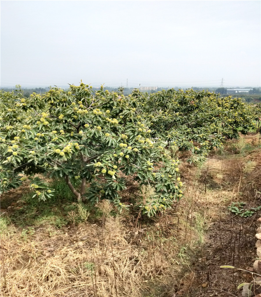 鲁丽苹果基地鲁丽苹果价格