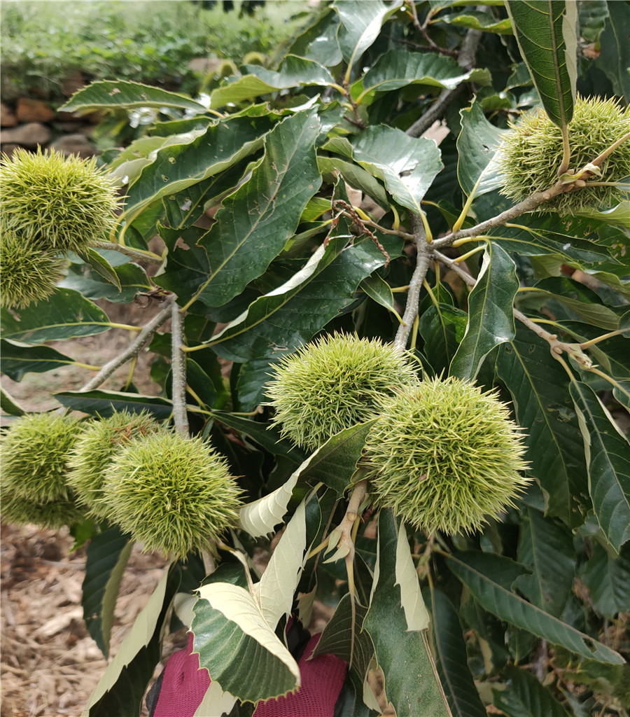 1公分鲁丽苹果鲁丽苹果基地