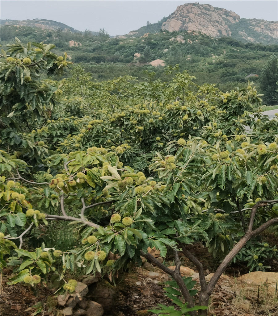 鲁丽苹果基地鲁丽苹果基地