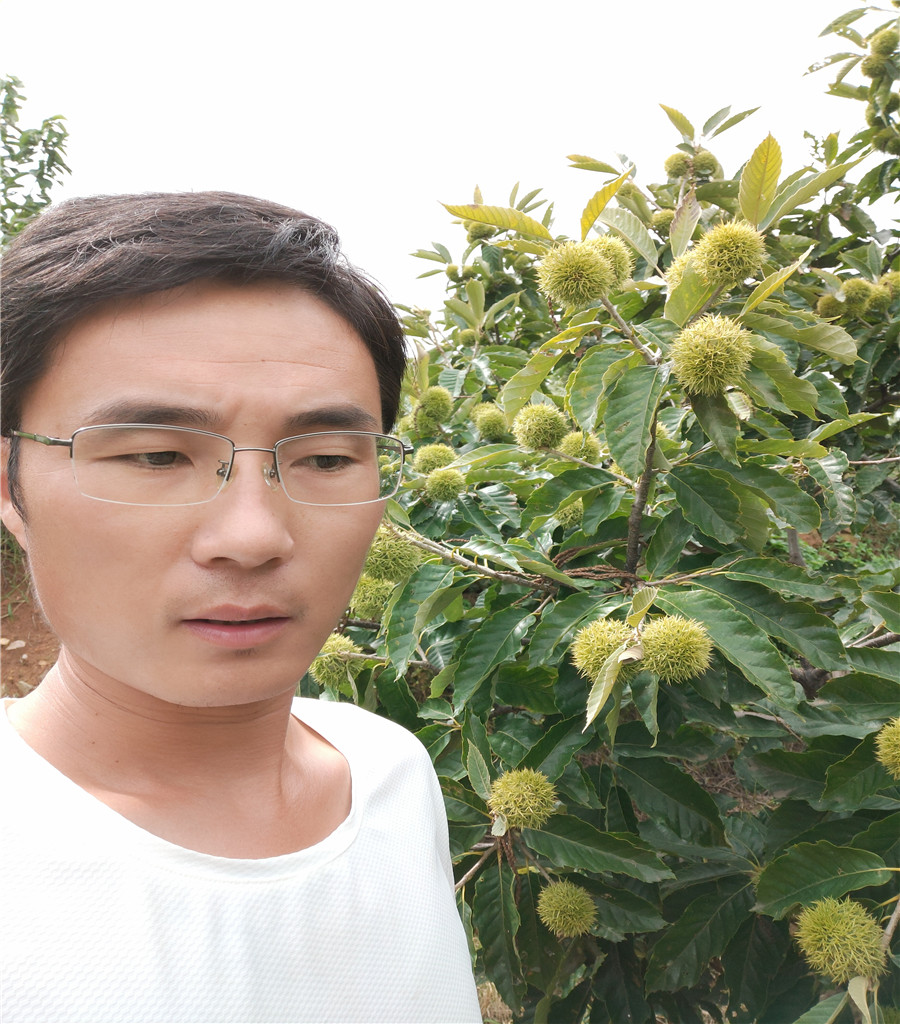 眾誠(chéng)1號(hào)蘋果苗魯麗蘋果介紹