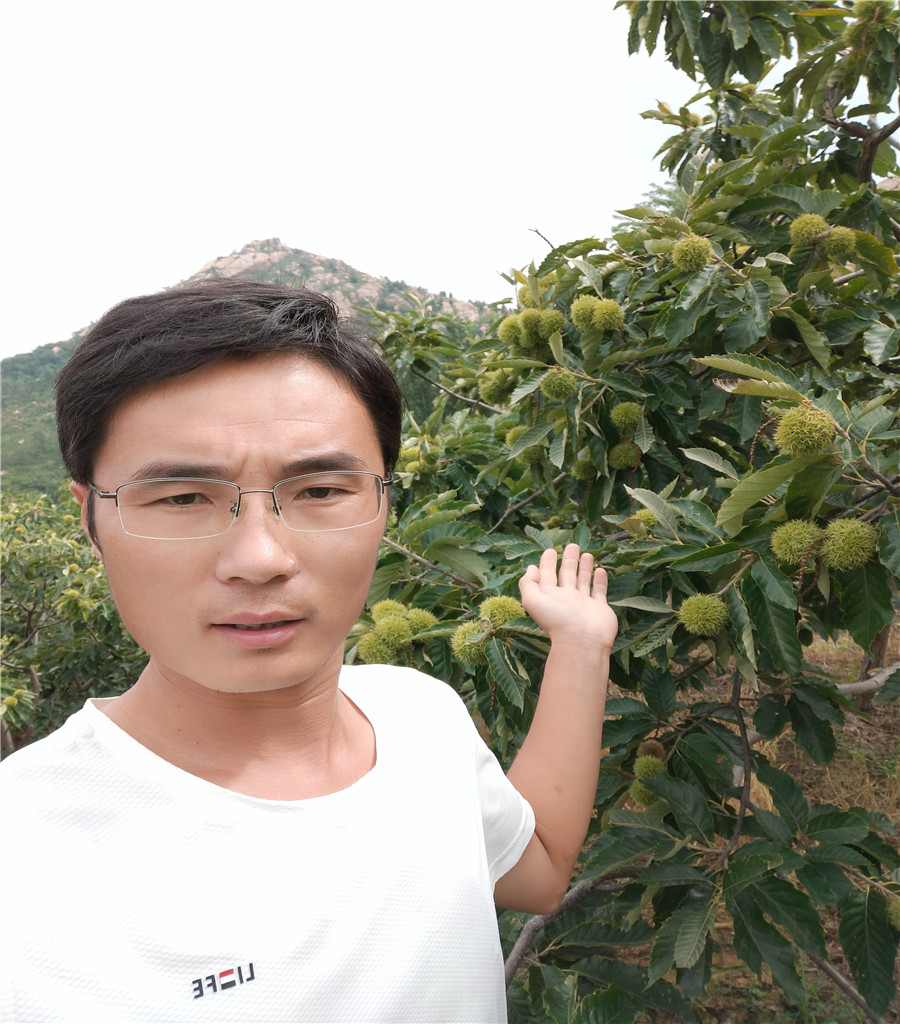 早熟魯麗蘋果苗魯麗蘋果基地
