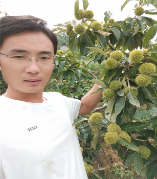 鲁丽苹果基地鲁丽苹果价格