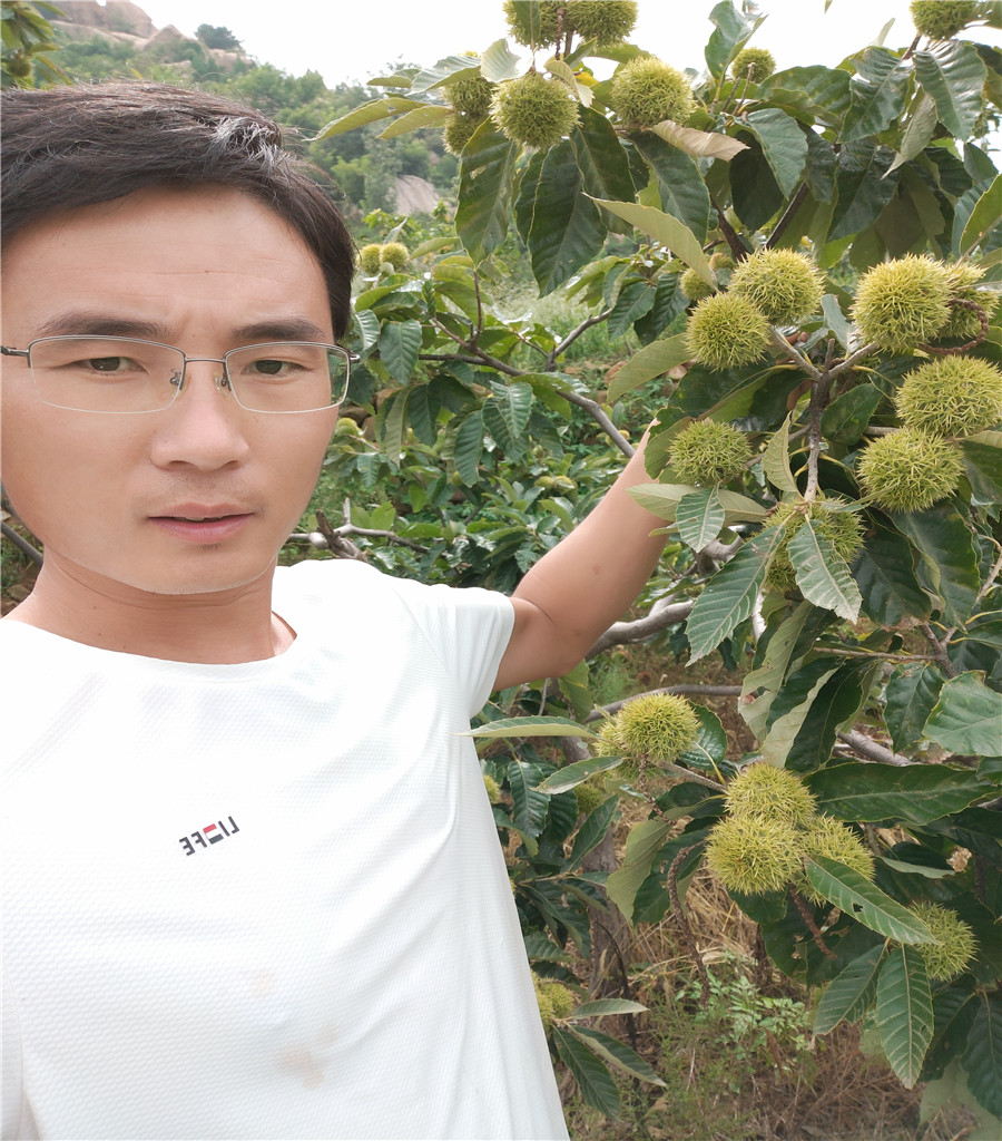 2公分魯麗蘋果魯麗蘋果價格