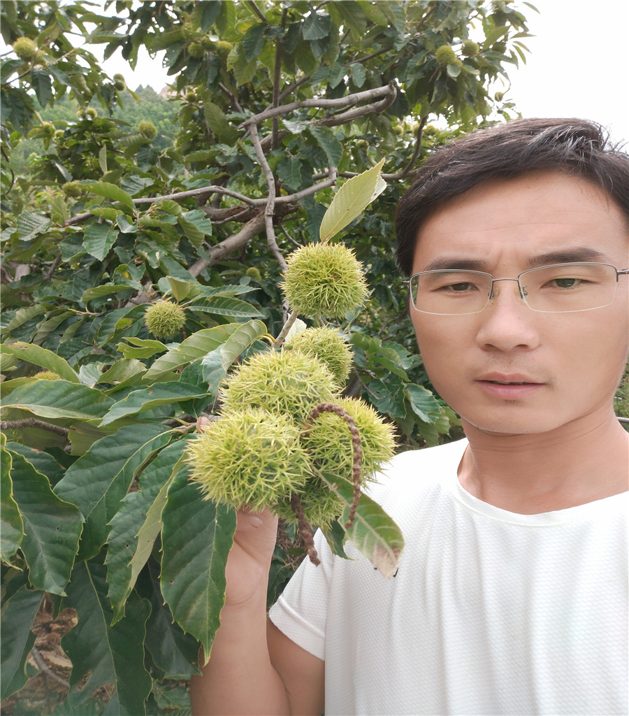 鲁丽苹果基地鲁丽苹果价格