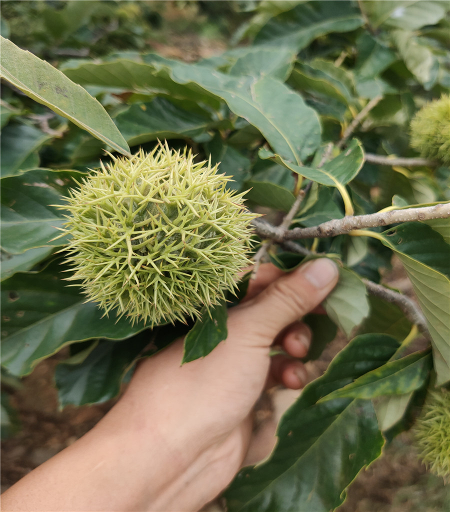 维纳斯黄金苹果苗鲁丽苹果价格