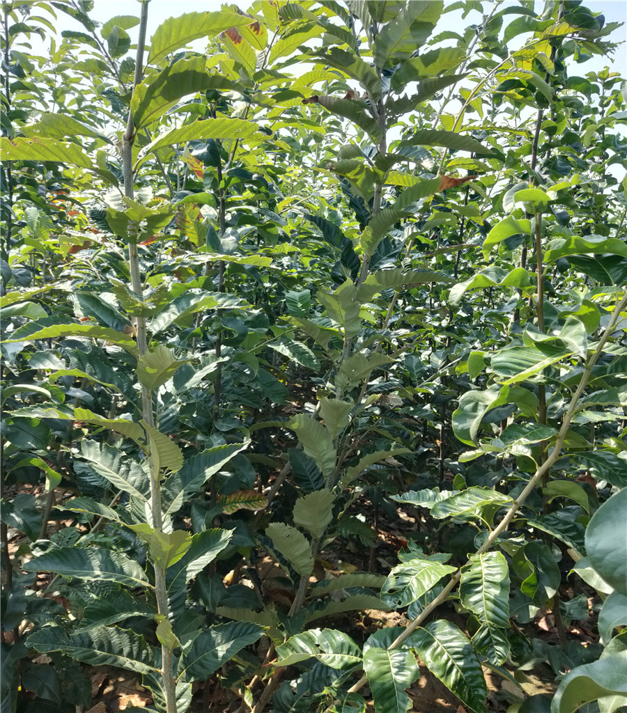 魯麗好管理嗎魯麗蘋果介紹