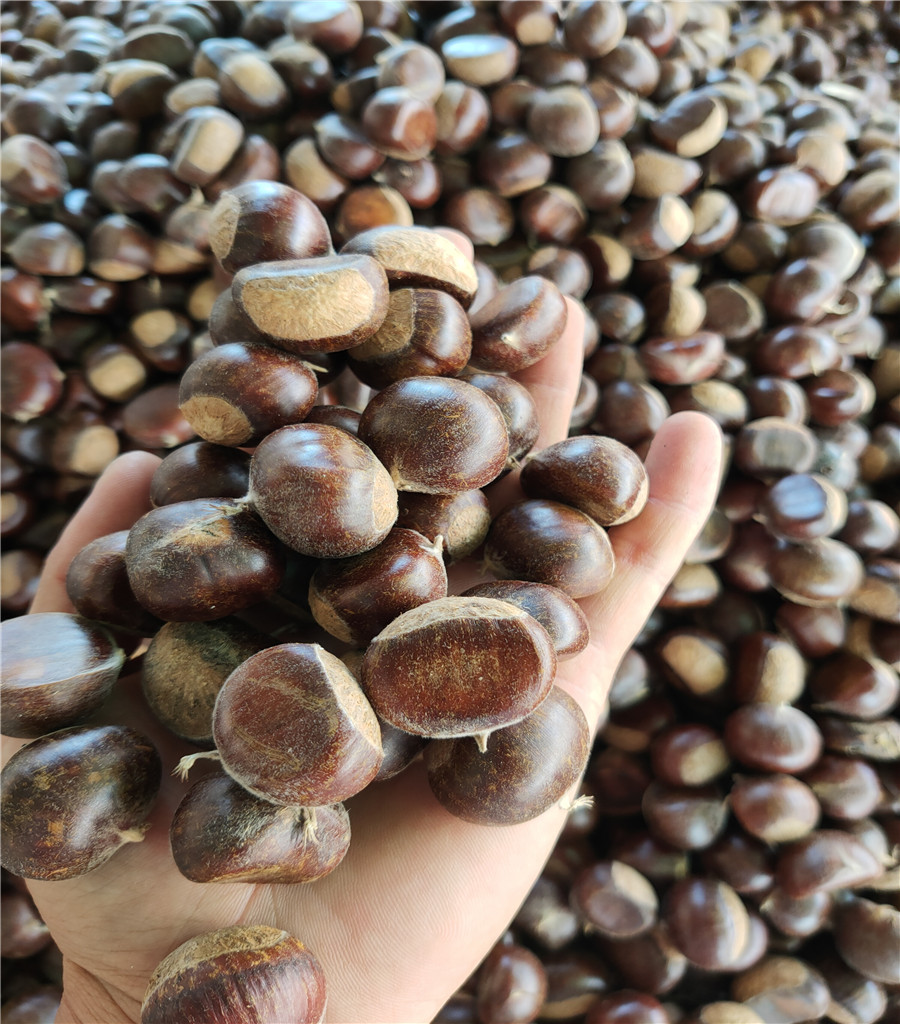 早熟魯麗蘋果苗魯麗蘋果基地