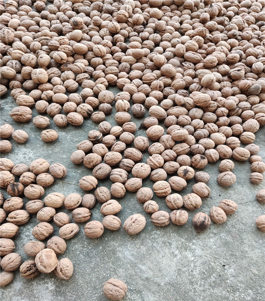 早熟魯麗蘋果苗魯麗蘋果基地