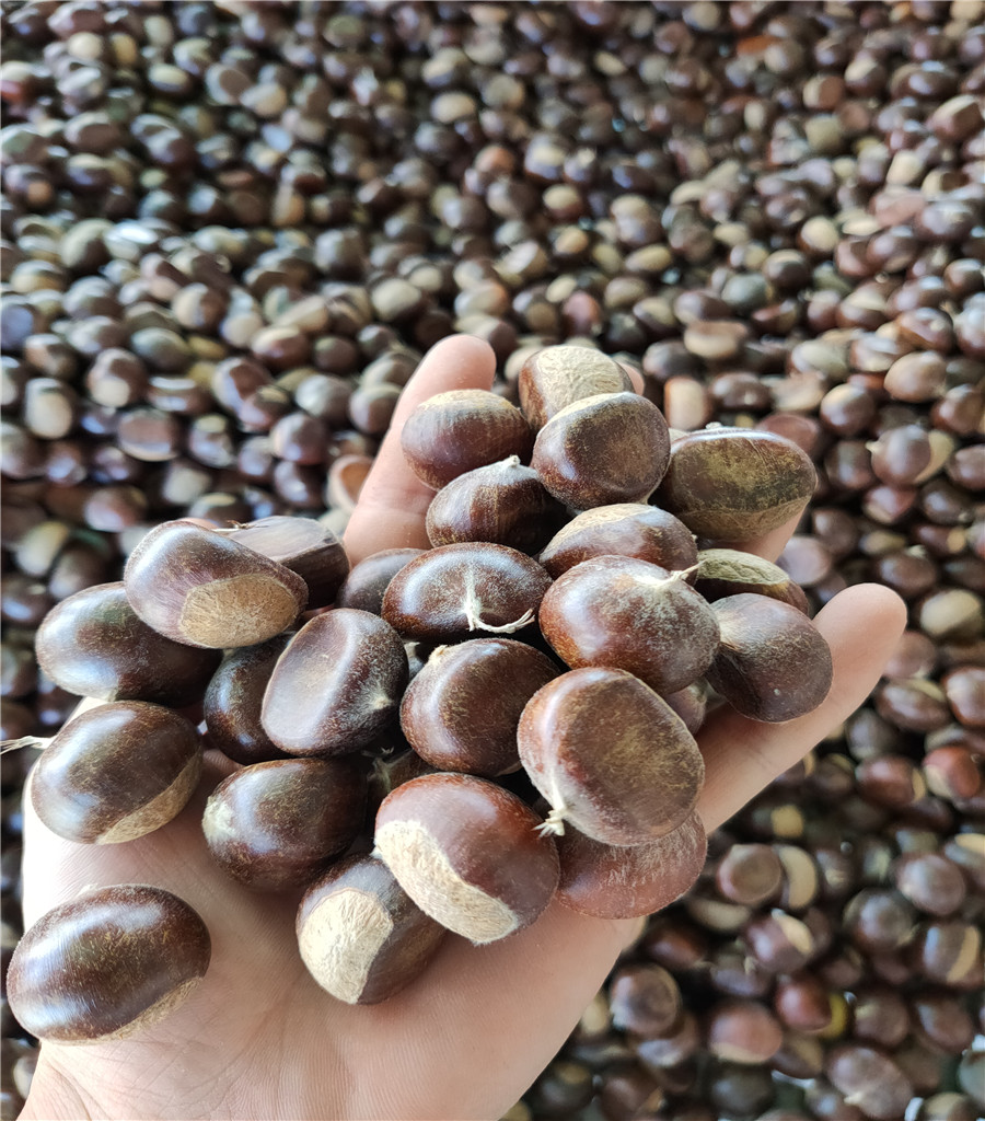 早熟魯麗蘋果苗魯麗蘋果基地
