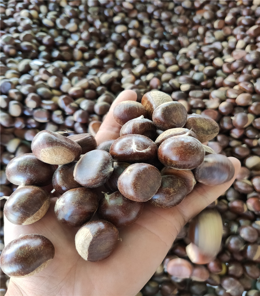魯麗蘋果苗魯麗蘋果介紹