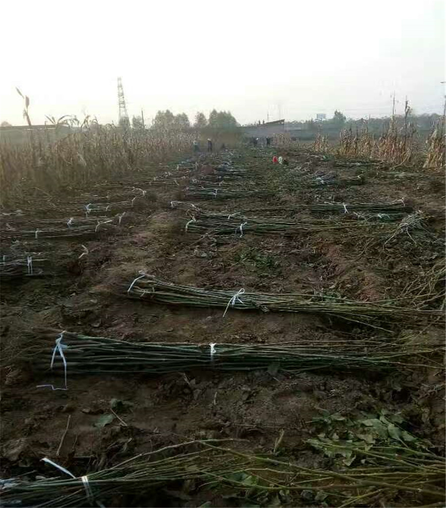 魯麗好管理嗎魯麗蘋果介紹