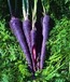 优质进口紫色胡萝卜种子营养价值