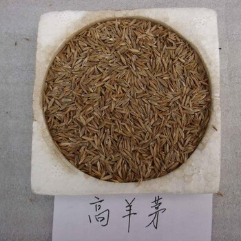 高羊茅批發(fā)貴州草種批發(fā)貴陽草種批發(fā)