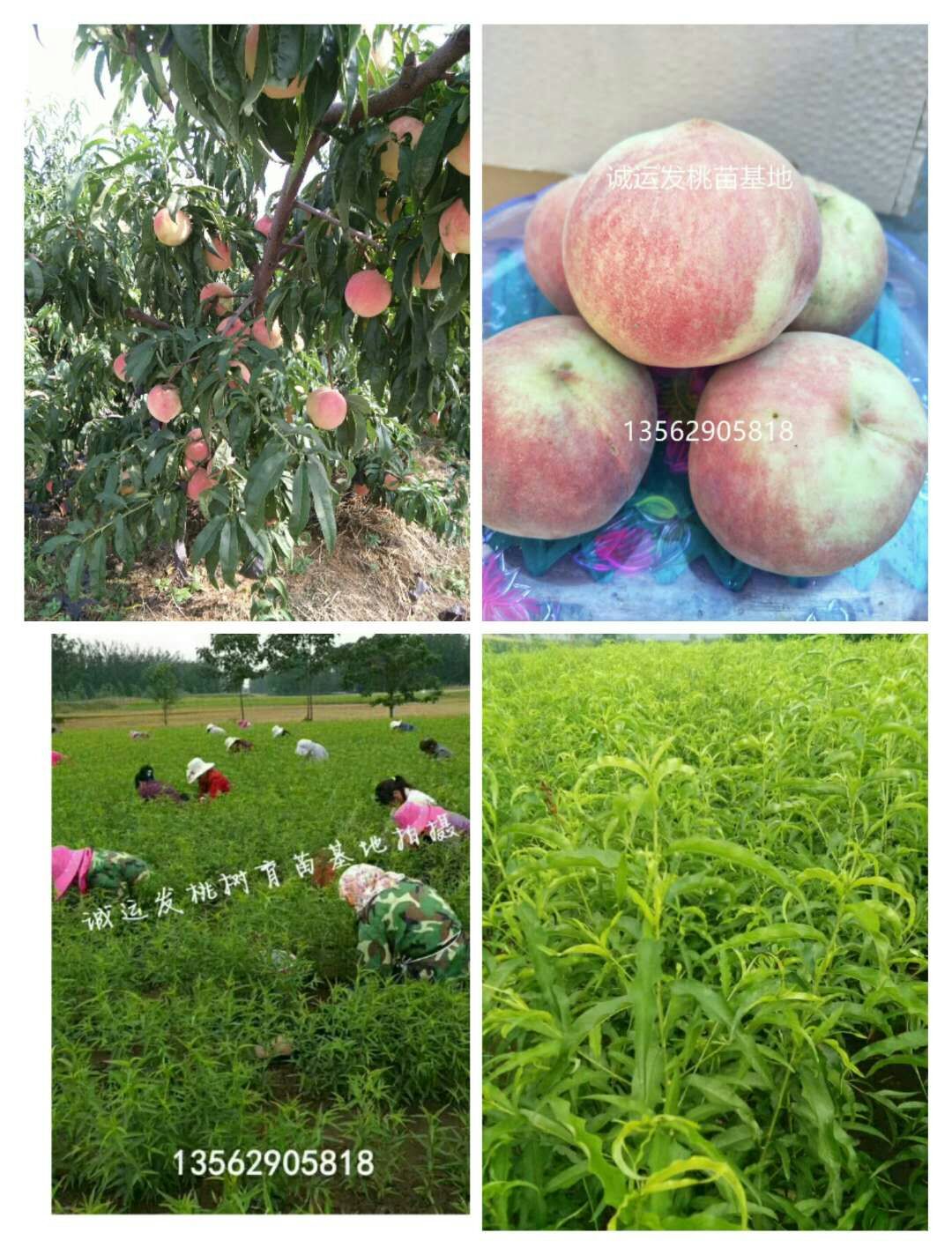 6月成熟的黄桃品种2015特早熟桃树新品种