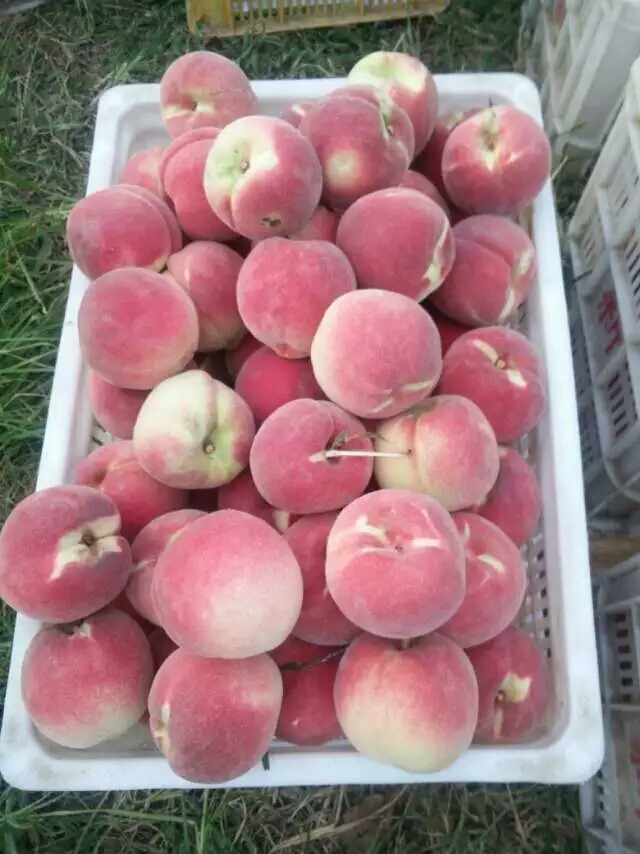 黄桃品种大全介绍7月离核毛桃的品种大全