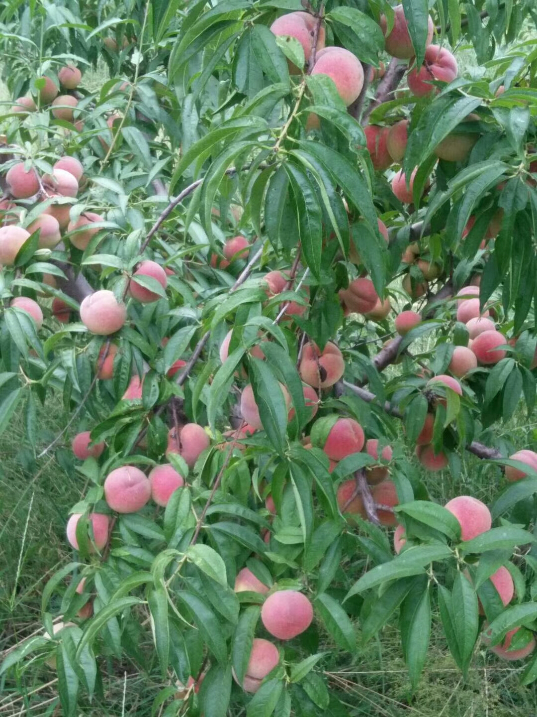 中秋节成熟的桃子7月离核毛桃的品种大全