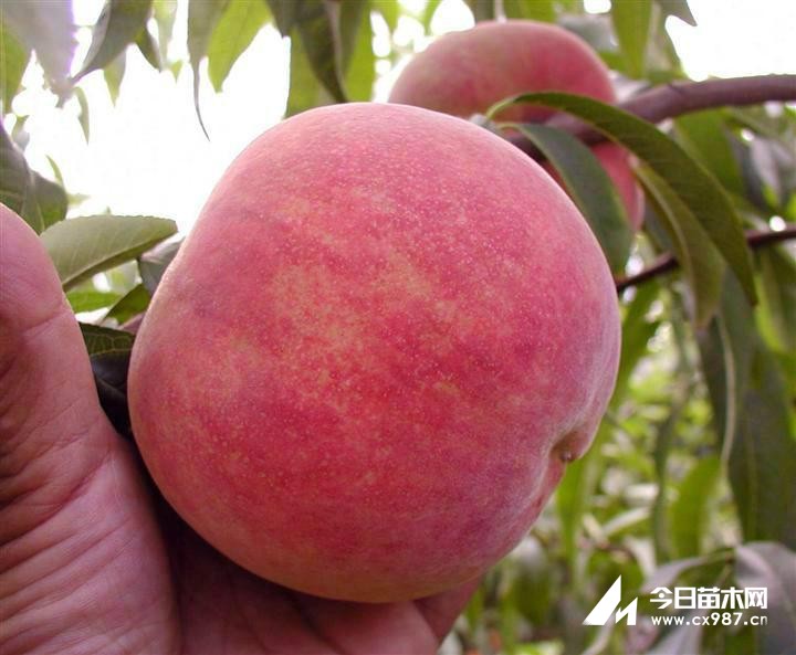 五月初早熟桃品种贵的桃子是什么品种