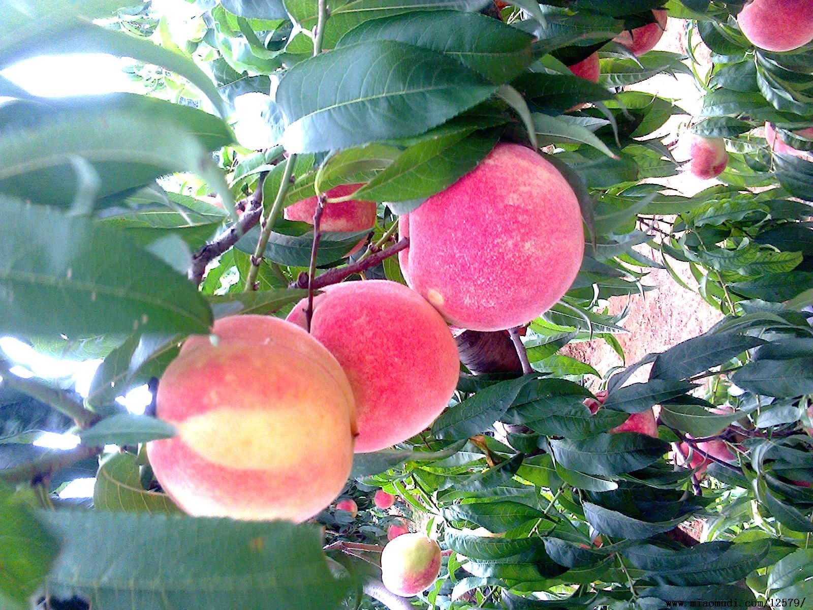 脆桃七月份成熟的桃品种