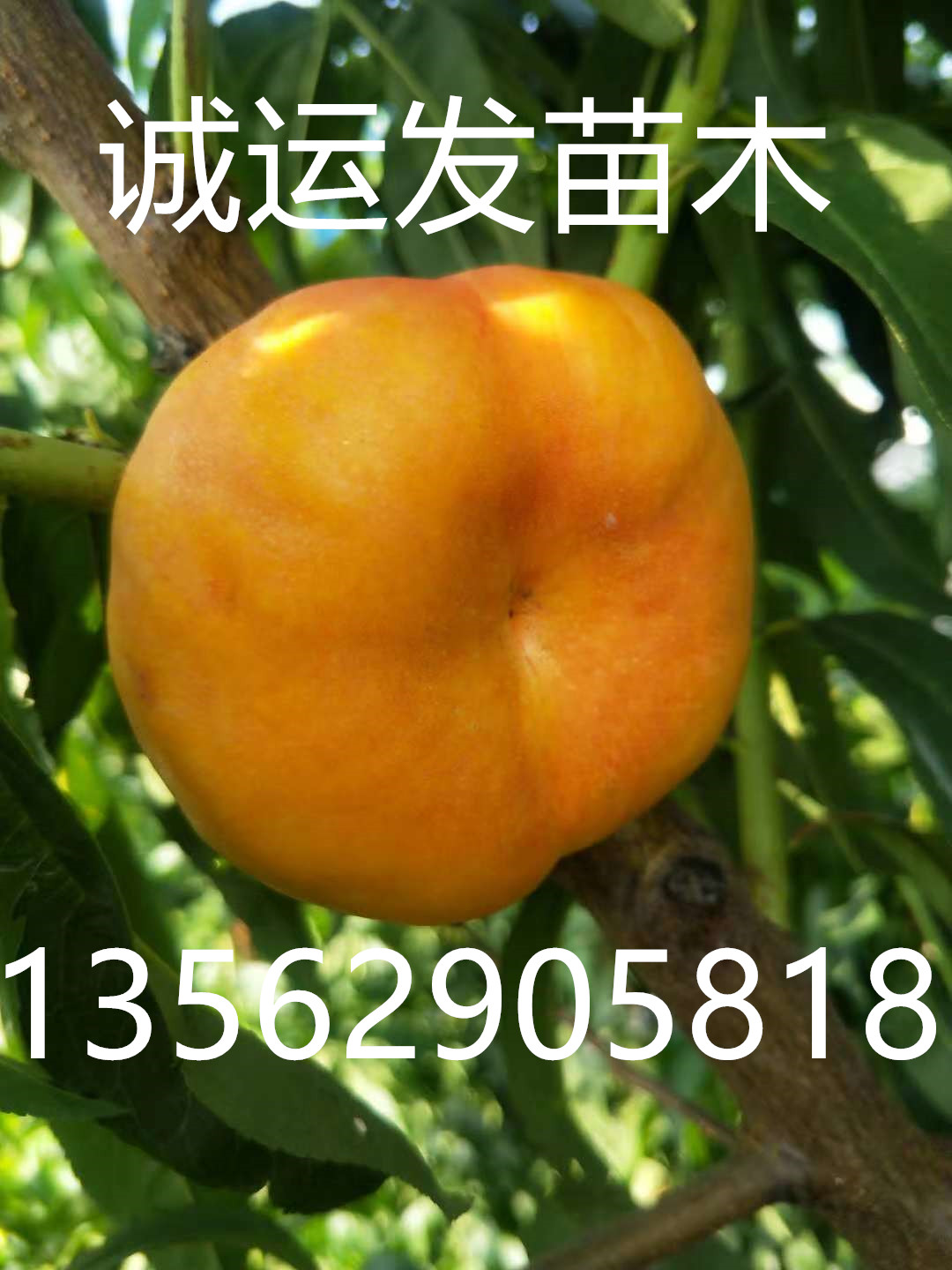 黄桃新品种王山东特大早熟600克大桃