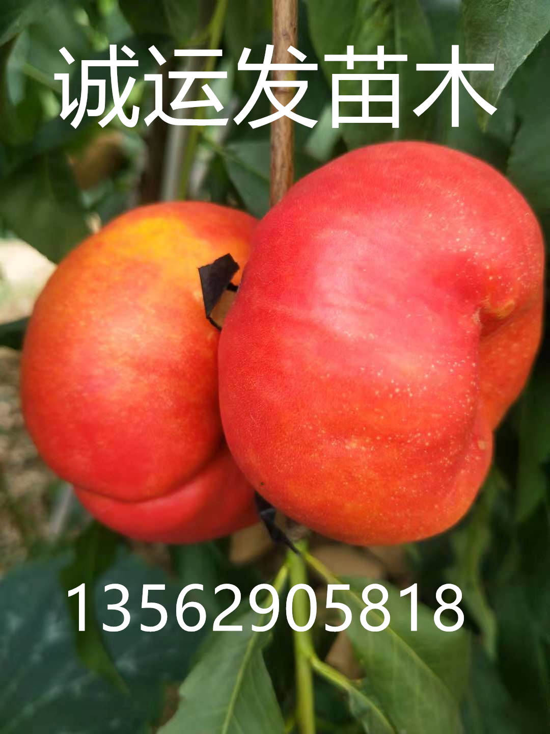 蜜4号桃简介晚熟桃树新品种介绍