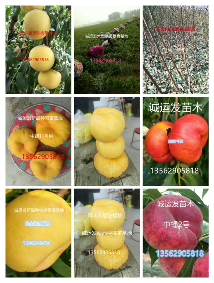 晚熟黃桃桃樹有哪些品種