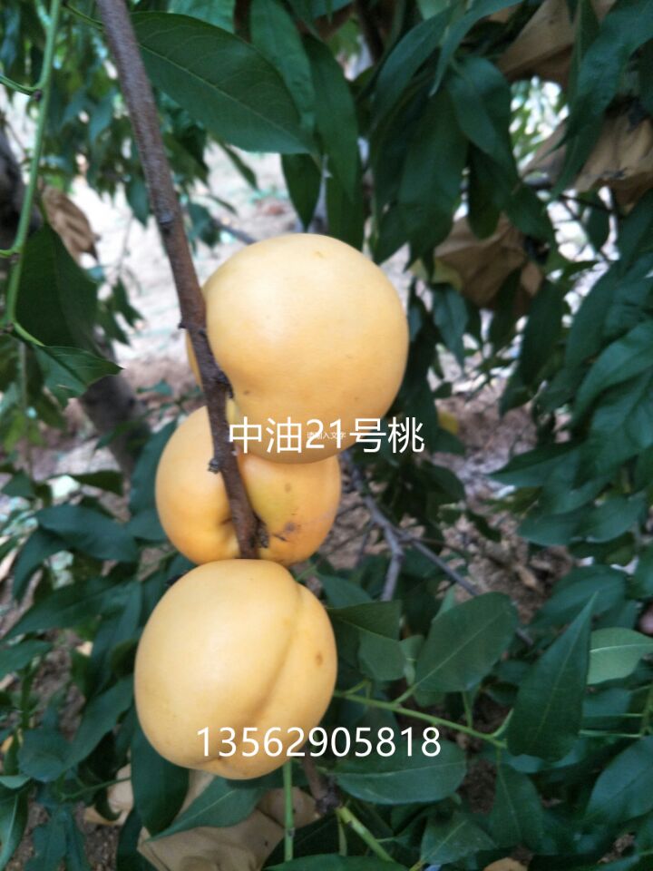 蜜5號桃?guī)自路菔焐綎|好的桃樹品種