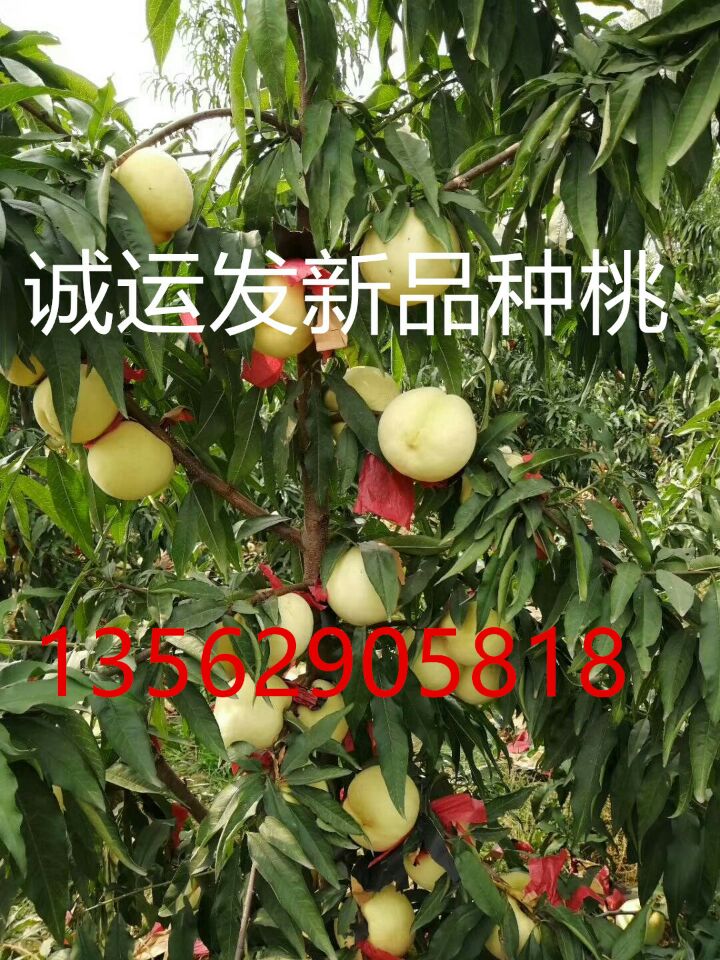 节成熟的黄桃品种晚熟桃树新品种介绍