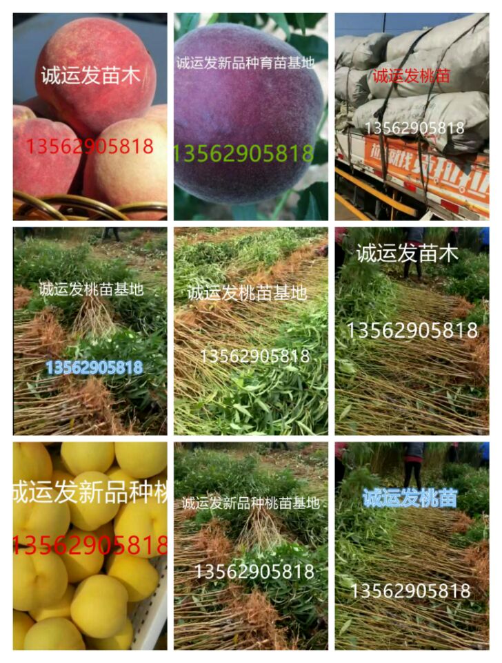中秋節成熟的桃子七月份成熟的桃品種
