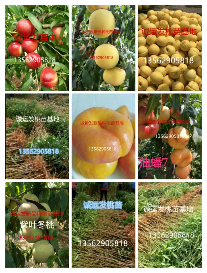 中秋節(jié)成熟的桃子桃樹(shù)有哪些品種