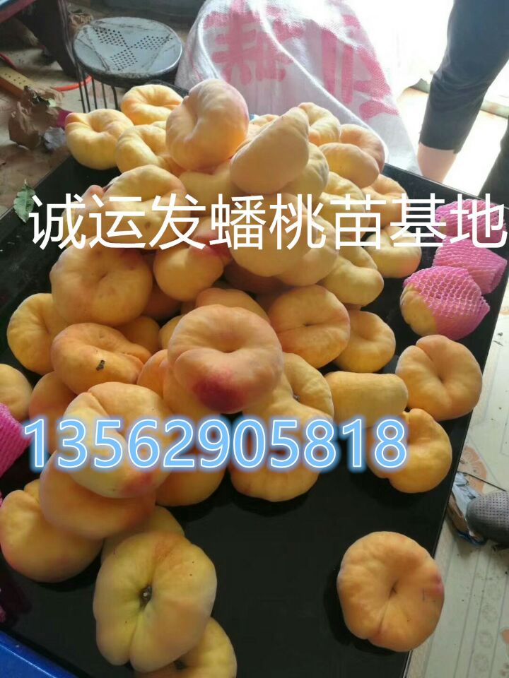 晚桃几月份成熟7月离核毛桃的品种大全