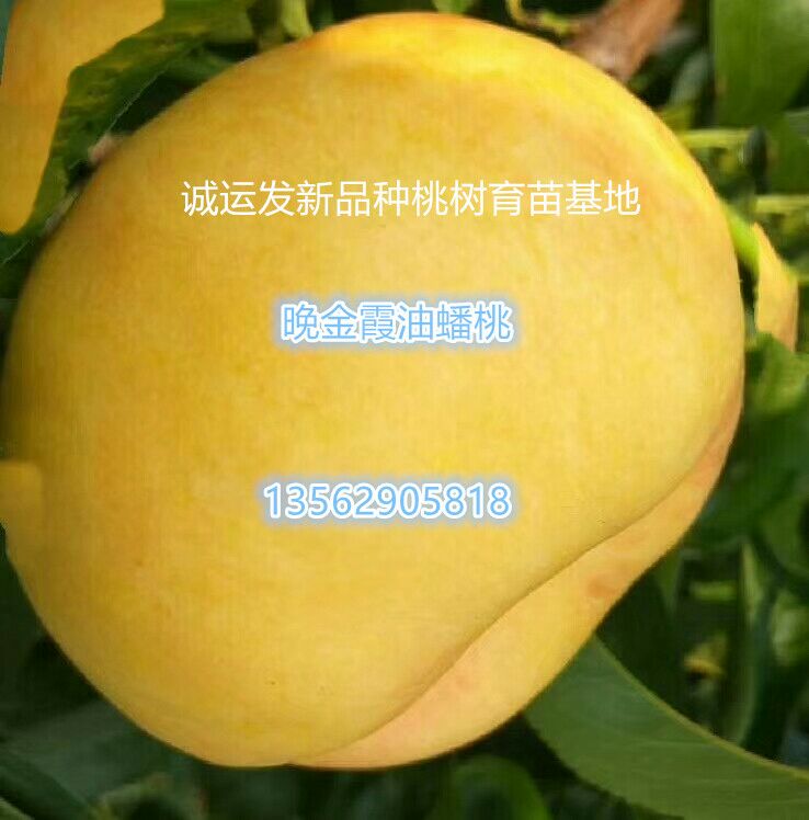 节成熟的黄桃品种晚熟桃子什么品种好