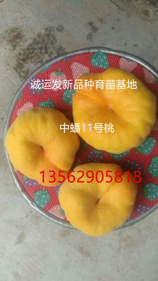 中熟黃桃品種2015特早熟桃樹新品種