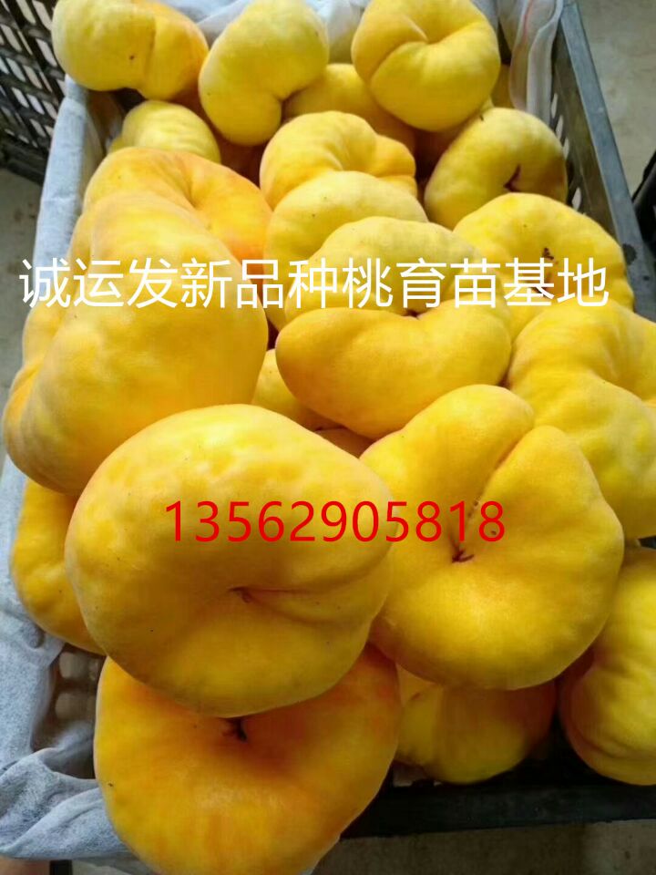 中秋节成熟的桃子3斤大的桃子是什么品种