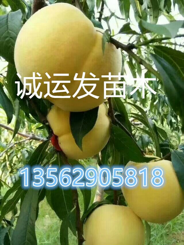 六月上旬早熟黃桃好吃的晚熟桃新品種