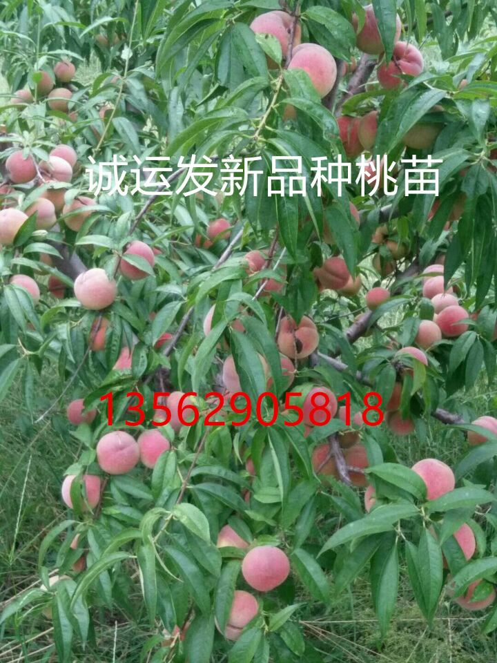 十月成熟的黄桃品种什么品种油桃成熟早