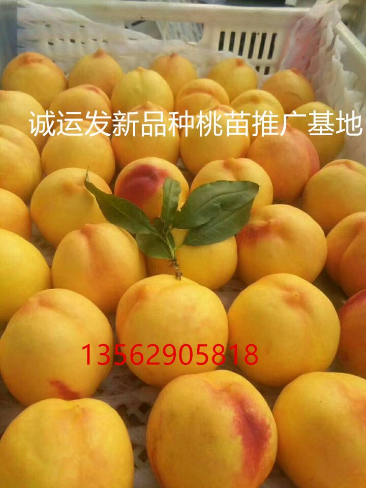节成熟的黄桃品种晚熟桃子什么品种好