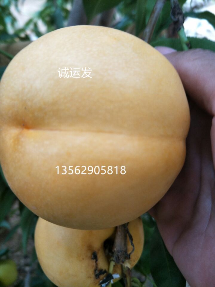 早熟黃桃新品種3斤大的桃子是什么品種