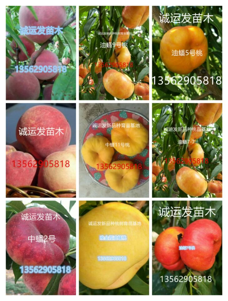 9月熟的黃桃品種有幾種現(xiàn)在桃樹什么品種好