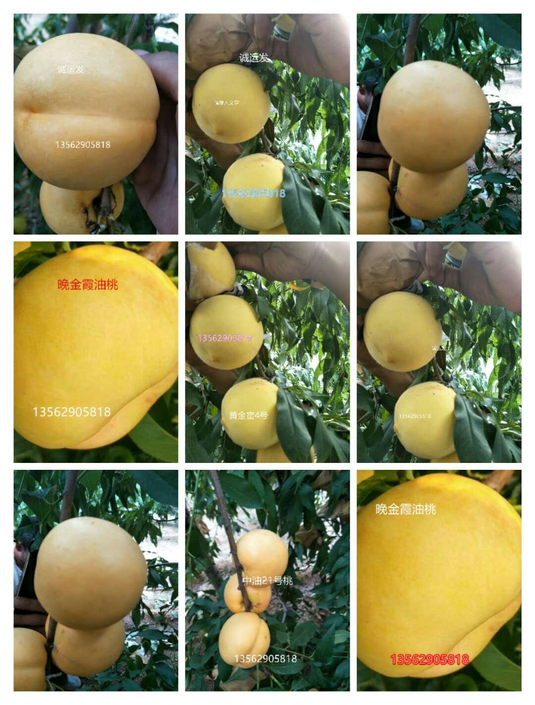 9月份成熟的黄桃品种黄桃有几个品种		